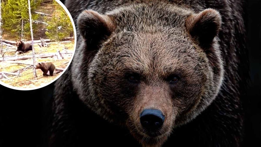Un oso mata a un osezno delante de su madre para que entre de nuevo en celo