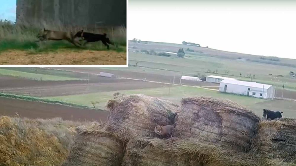 La caza del zorro en madriguera y superficie con jagd terrier