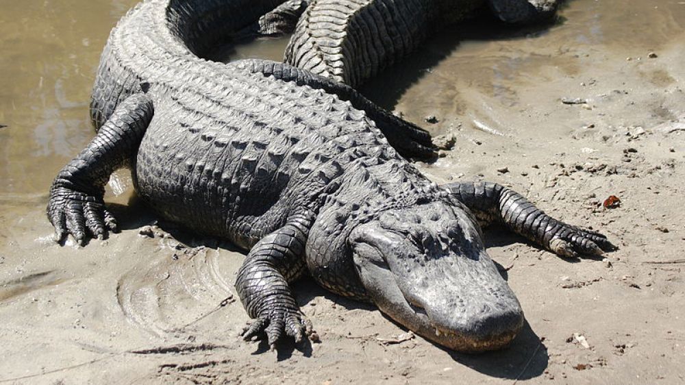 Un aligátor de dos metros acaba con la vida de una mujer