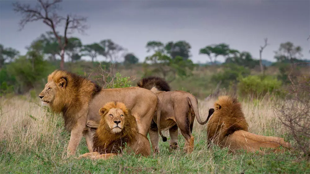 Una manada de catorce leones se escapa del Parque Nacional Kruger