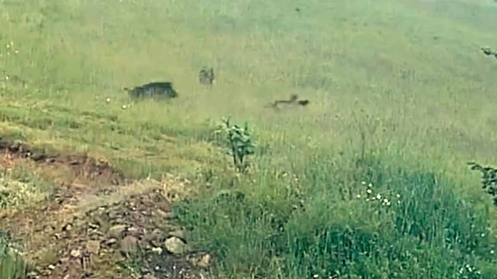 Una jabalina se enfrenta a tres lobos para salvar la vida de un rayón