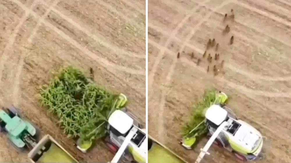 Más de 20 jabalíes a punto de ser arroyados por la segadora de maíz