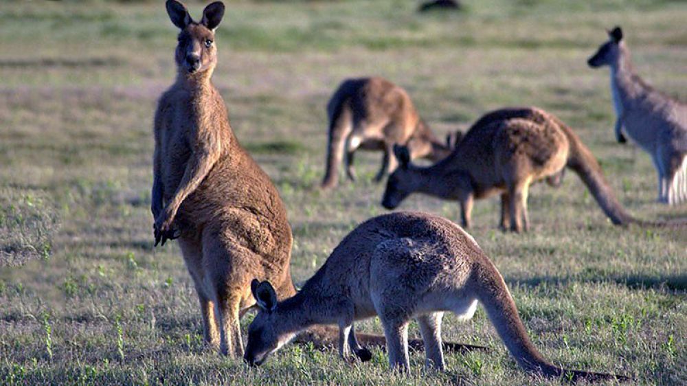 El gobierno australiano autoriza la caza de canguros debido a la sequía