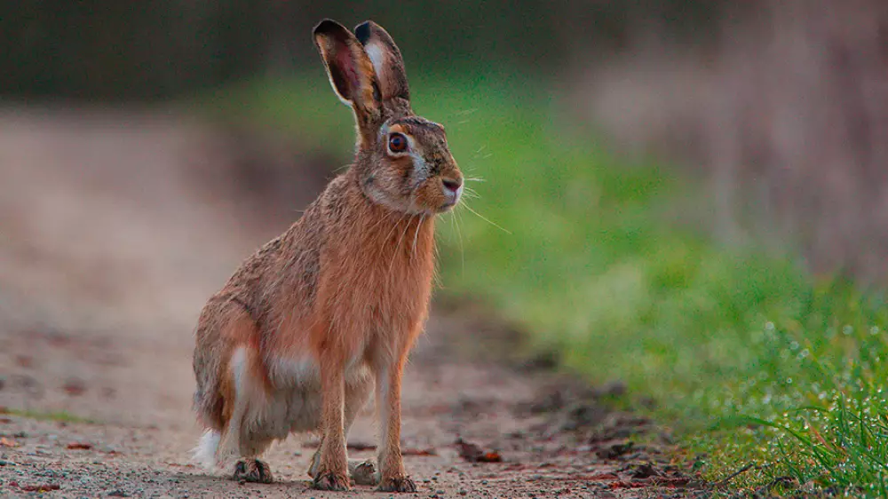 Se está experimentando en liebres con la vacuna del conejo