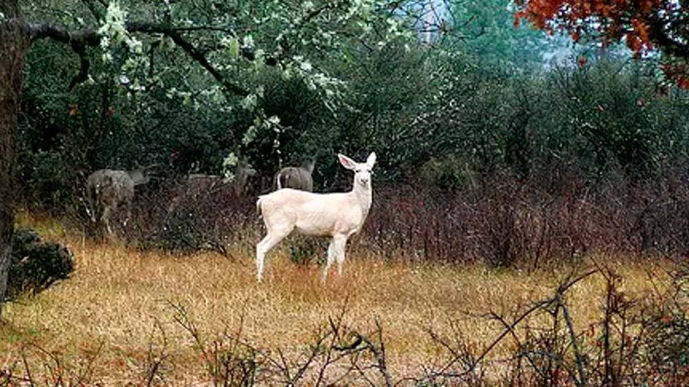 La cierva blanca de Doñana, un animal prácticamente único