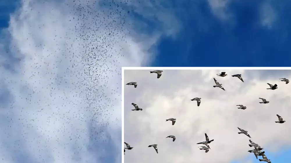 La entrada de palomas torcaces de hoy por Irún continúa con la espectacularidad comenzada ayer