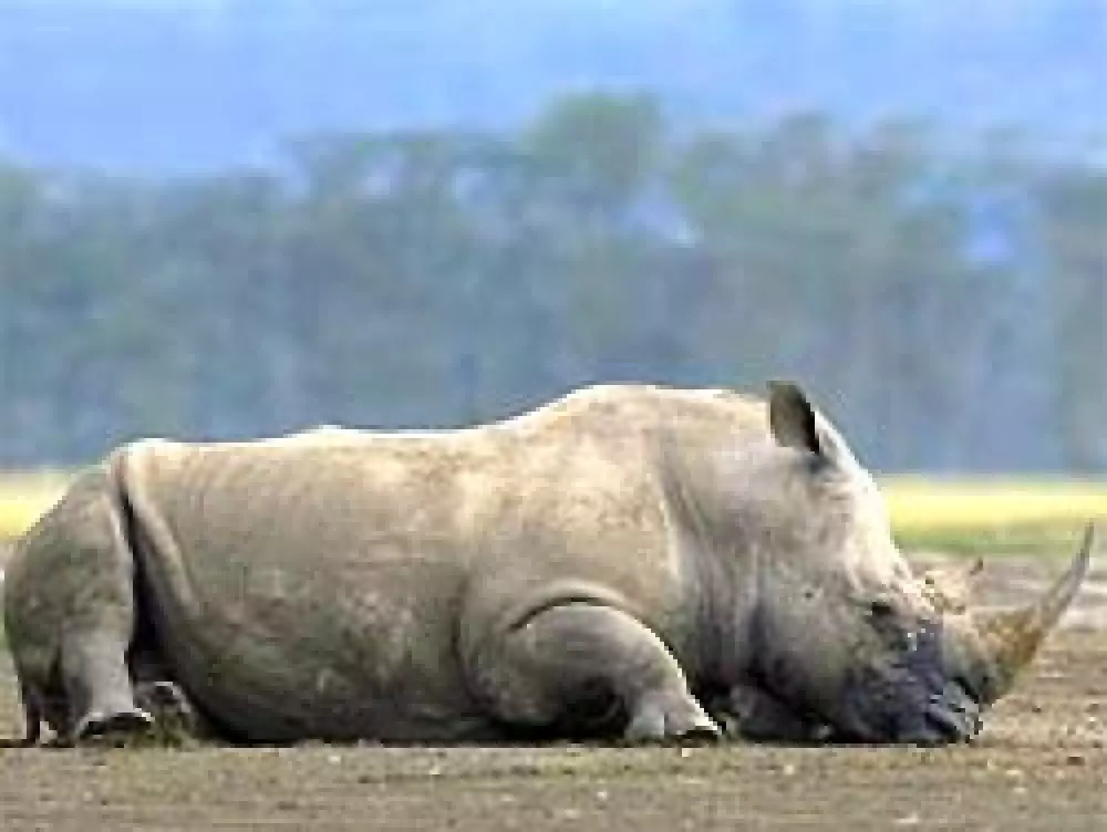 Aumenta la caza furtiva de rinocerontes