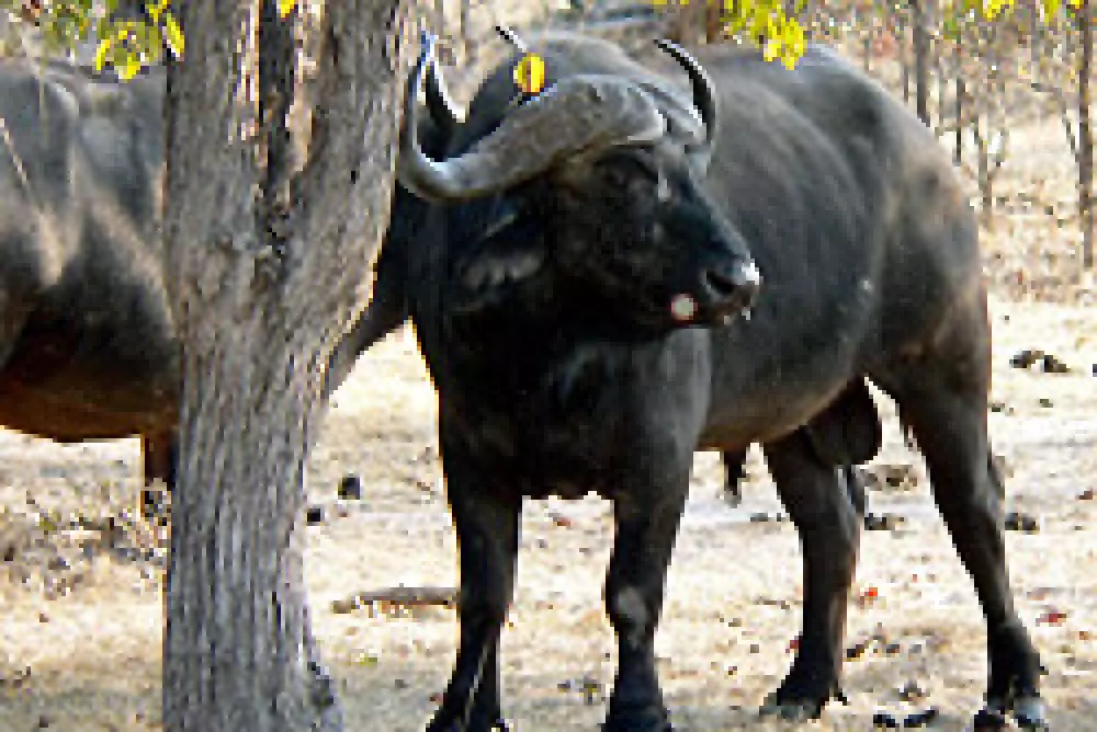 Fallece un cazador profesional por la carga de un búfalo