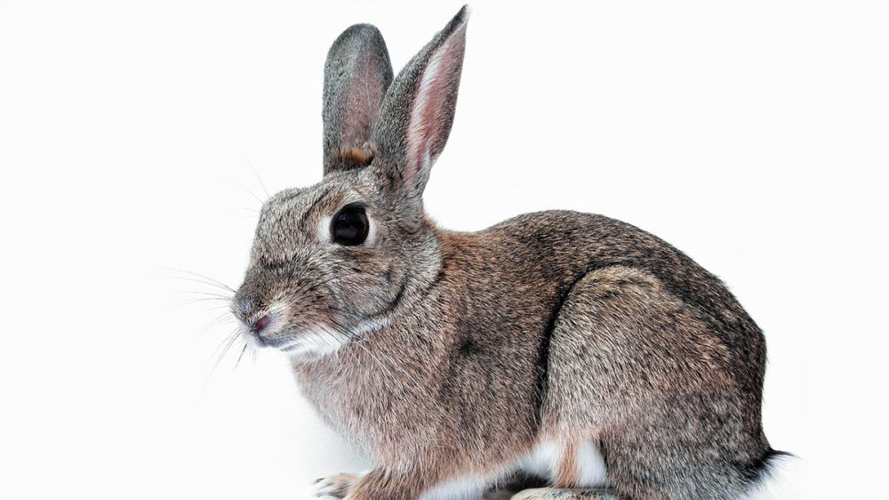 ERC pide que te puedan expropiar las mascotas silvestres: te podrán quitar tu loro, conejo, hámster