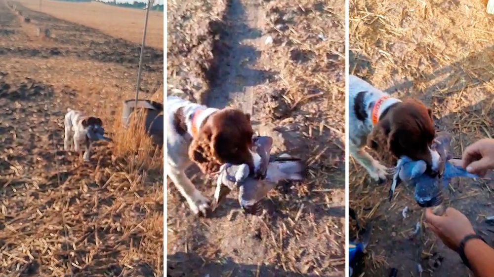 Un excepcional perro de caza cobra dos palomas torcaces a la vez