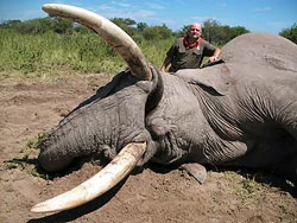 Se abate un elefante de 99 y 104 libras por colmillo