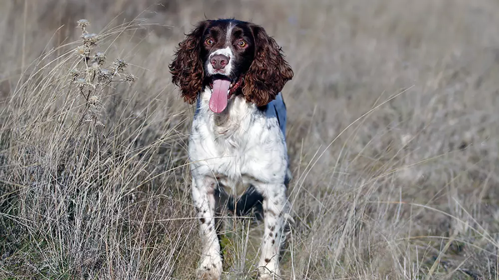 Calor en el campo: así debemos actuar con nuestros perros