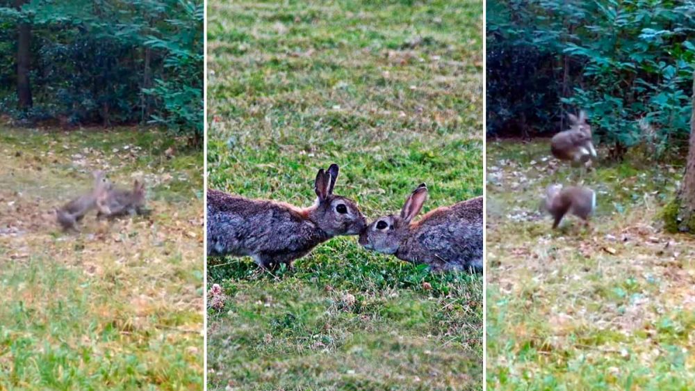 Dos conejos se arrancan el pelo en una bestial pelea
