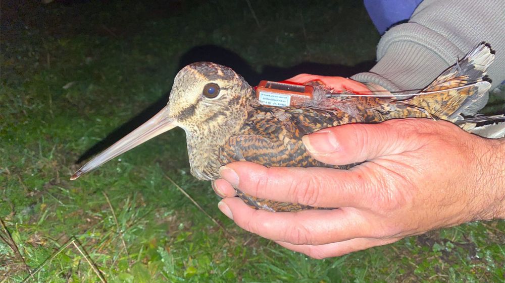 Cazadores navarros demuestran el comportamiento filopátrico de las becadas que invernan en España