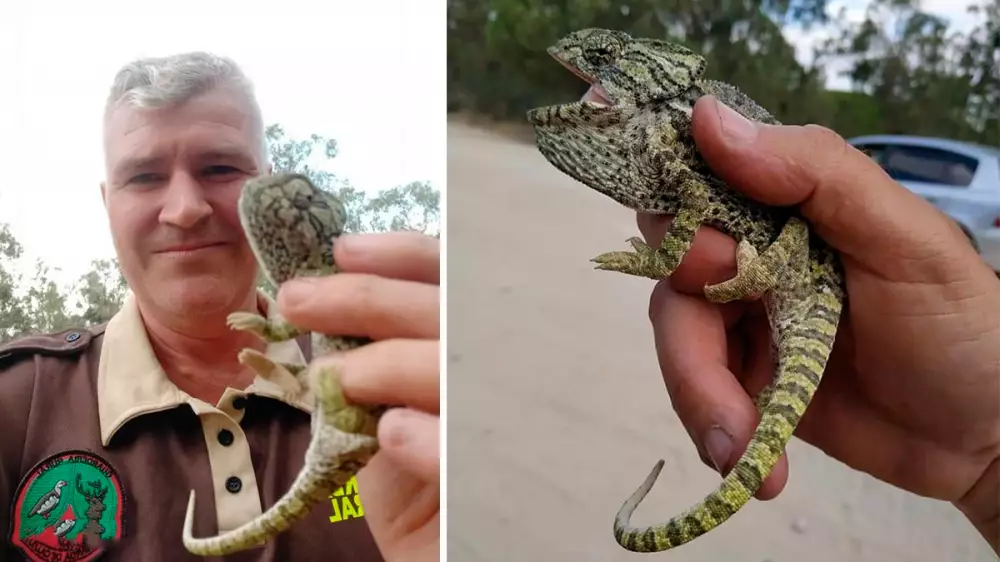 Un Guarda Rural salva la vida a un precioso camaleón