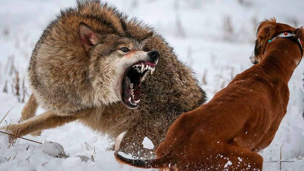 El borzoi, un galgo ruso diseñado para la caza de lobos