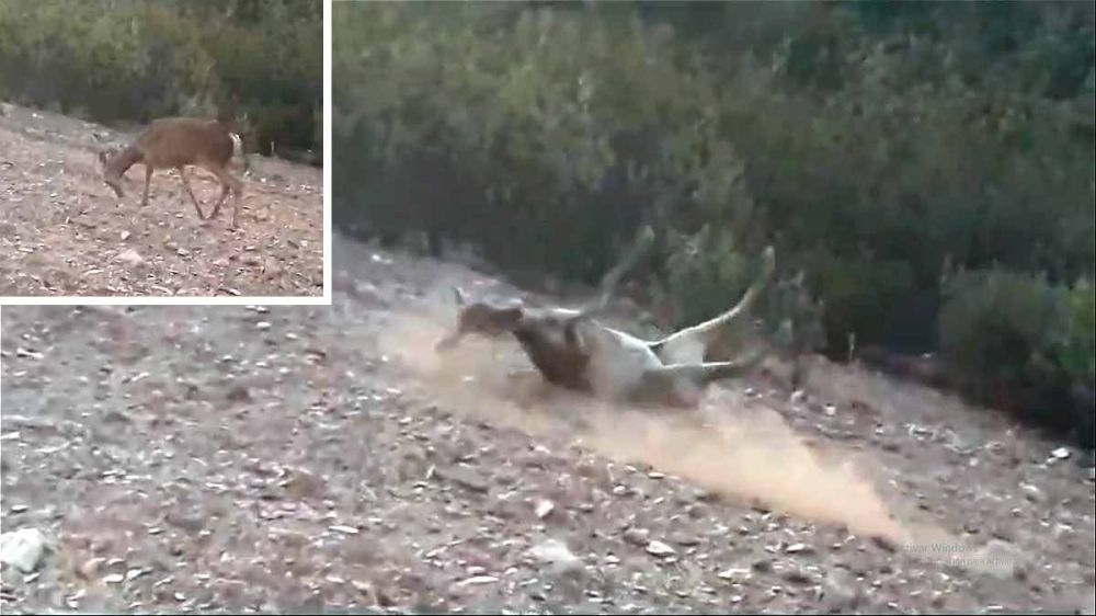 Extremadura, Ciudad Real y Albacete: ciervos con síntomas de la EHE detectados por orgánicos de caza y veterinarios