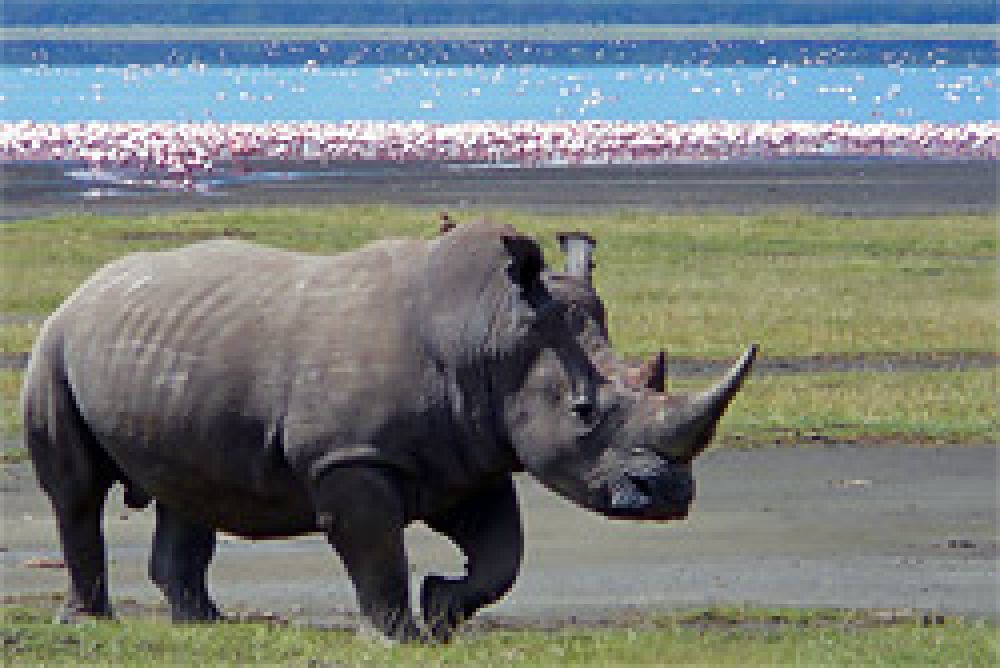 Penas de 25 años de cárcel para tres furtivos de rinocerontes