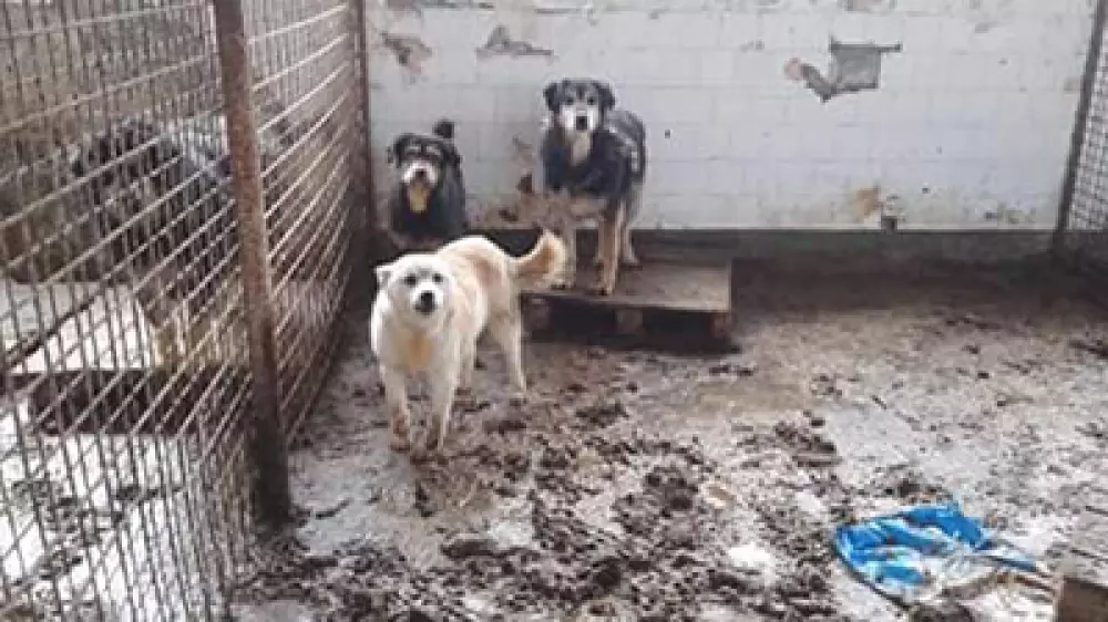 Un animalista recibe miles de euros donados y los perros viven en jaulas entre excrementos