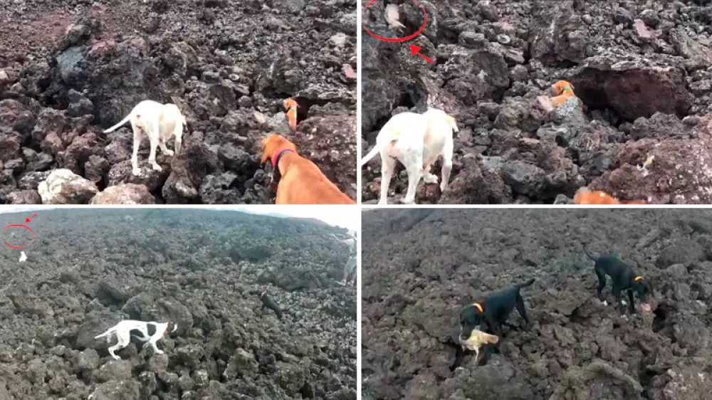 Caza en el volcán: perros de muestra ante perdices morunas