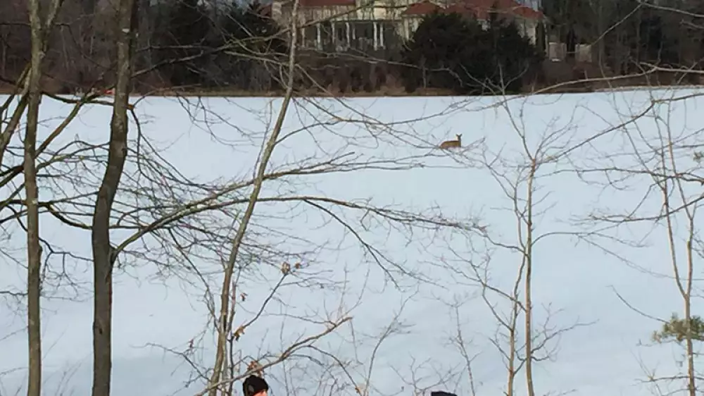 Rescatan a un ciervo atrapado en el hielo