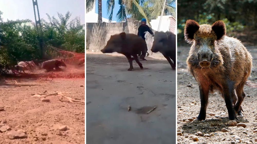 Especialistas en la captura de cerdos asilvestrados y jabalíes con redes y lazos