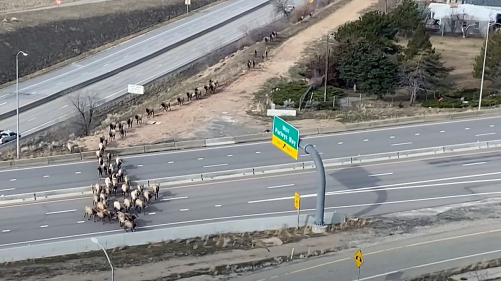 Cortan una autopista para el paso de docenas de cérvidos