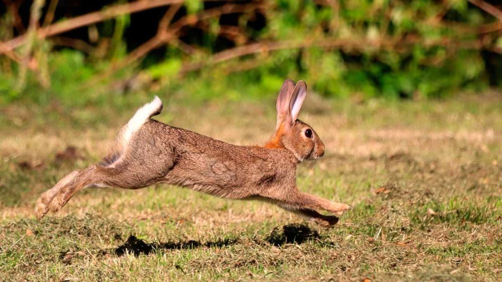 Un conejo muere sin recibir disparo alguno mientras es perseguido por podencos portugueses