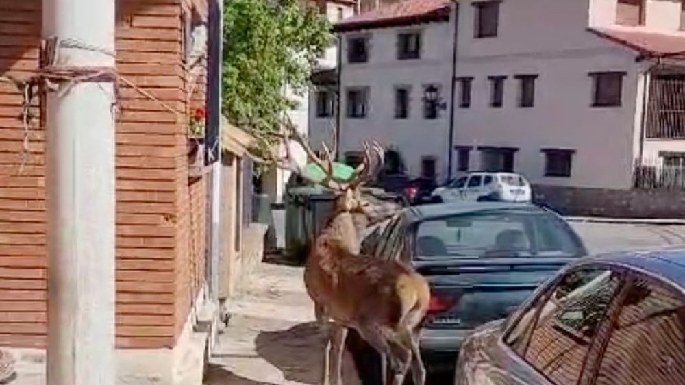 Graban un ciervo de voluminosa cornamenta en medio de un pueblo de Teruel