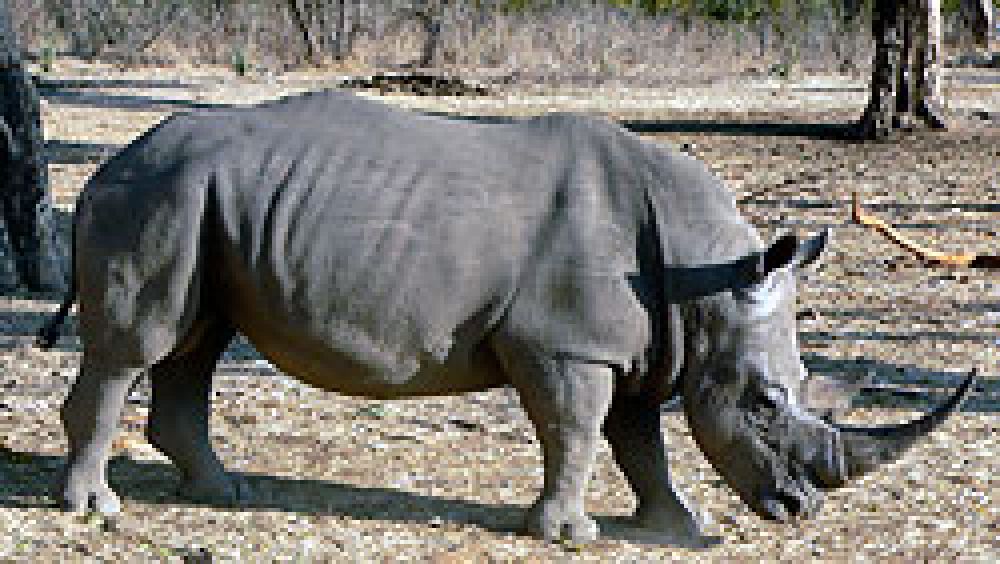 Rinocerontes: subasta de ejemplares vivos y furtivismo