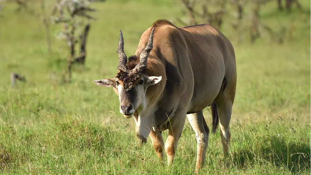Un eland cornea y mata a un empleado de un parque de animales