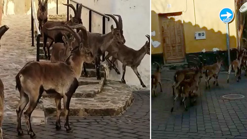 Un rebaño de cabras hispánicas ocupa un pueblo de Albacete