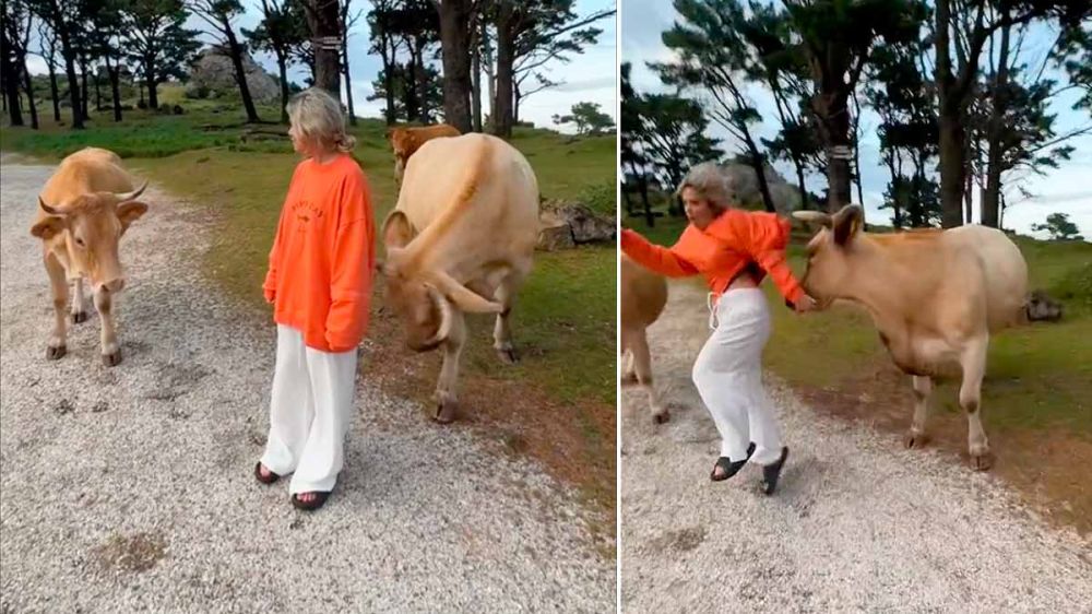 Una vaca reacciona embistiendo a una mujer que trataba de hacerse una foto junto a ella
