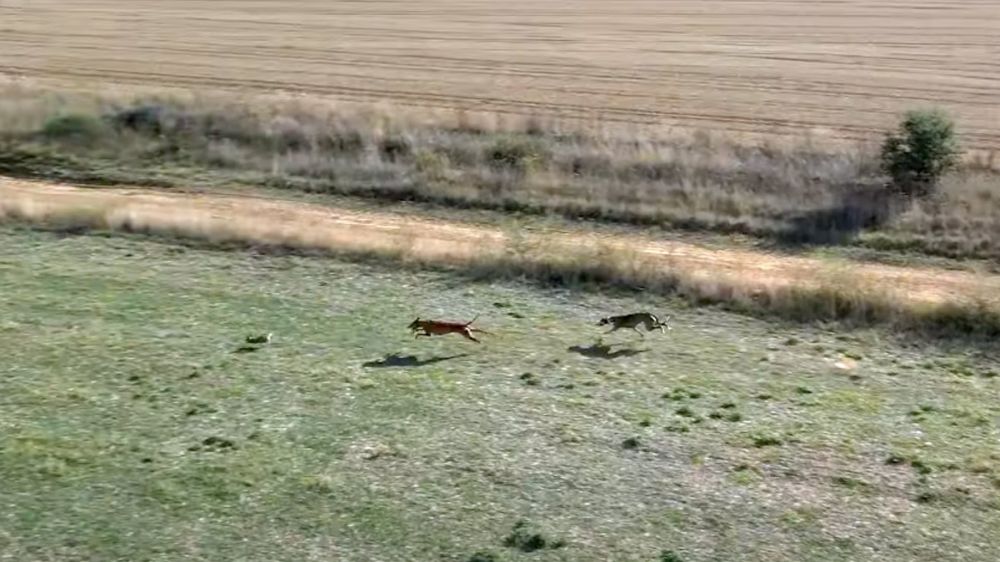 Primera jornada de caza de liebres con galgo en Castilla y León, a vista de pájaro