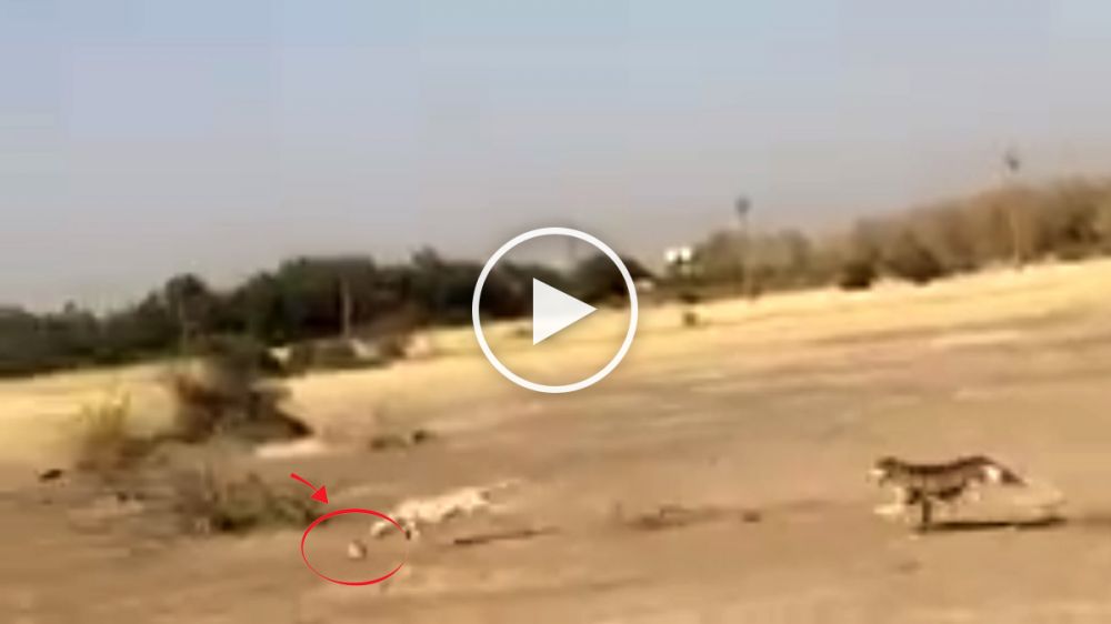 Un precioso vídeo muestra una carrera de galgos salukis tras una liebre