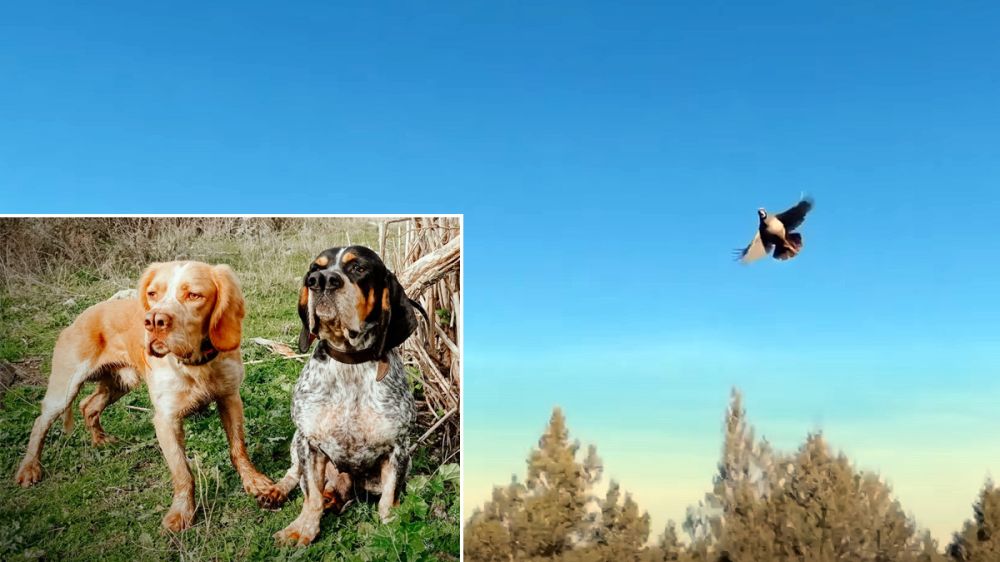 Trucos y estrategias para cazar la perdiz con perro de muestra