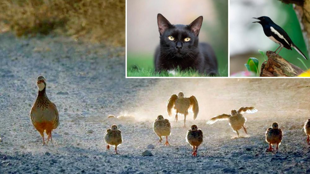 Esta es la estrategia de un gato para intentar cazar perdices salvajes