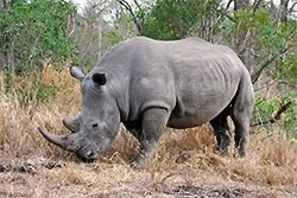 Aumenta por sexto años consecutivo la muerte de rinocerontes a manos de furtivos