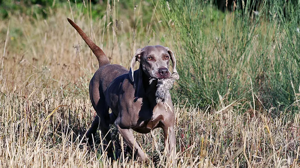   Weimaraner