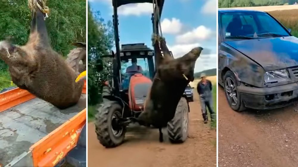 Necesitan el uso de un tractor para cargar un gigantesco jabalí en la parte posterior de un vehículo