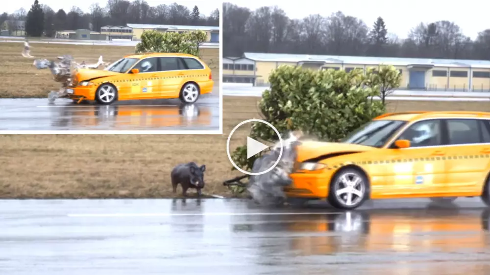 Este vídeo nos enseña qué sucede al colisionar con un jabalí a 80 Km/h