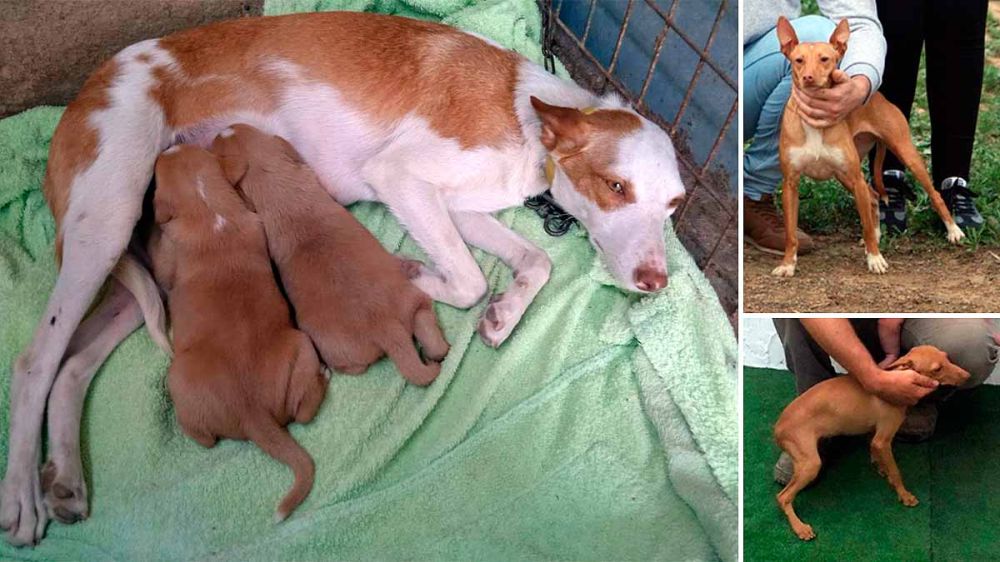 Le roban la vida a un podenquero de la provincia de Huelva: se han llevado cinco perros de caza
