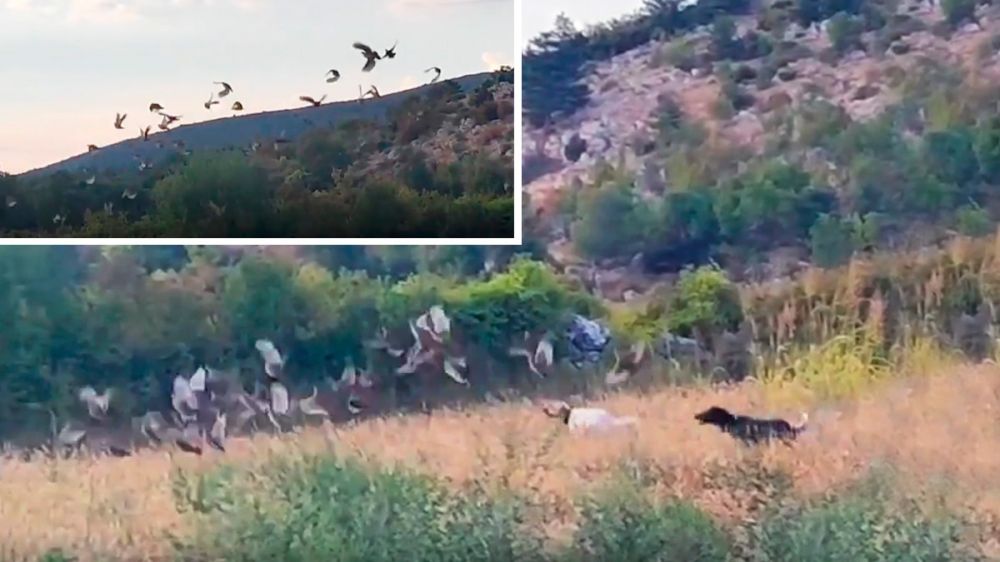 Más de 30 perdices arrancan en vuelo ante tres perros de caza
