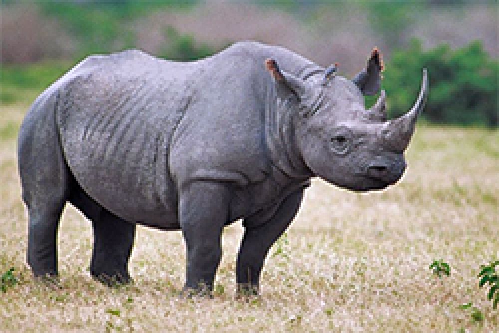Sudáfrica reduce casi un 12 por ciento la caza furtiva del rinoceronte