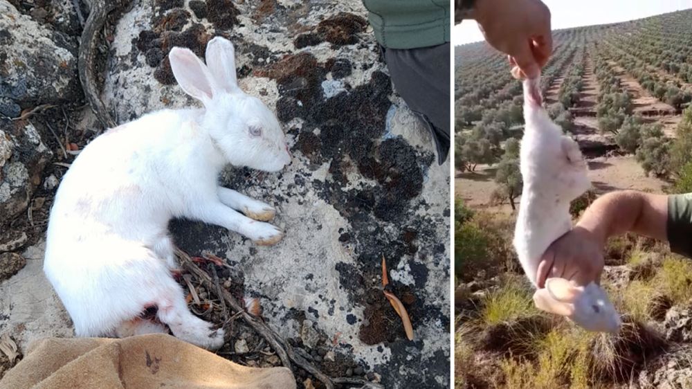 Caza un conejo albino en un coto de Sevilla