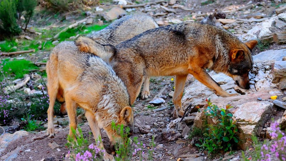 Europa ya tiene los datos que certifican el aumento de lobos en España