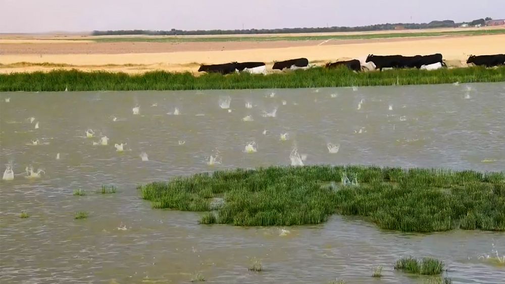 Vacas y aves huyen aterradas de una intensa granizada