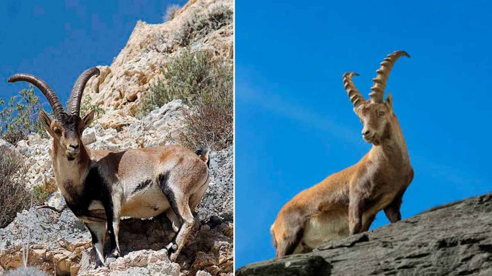 Nuevo ridículo animalista: una plataforma anticaza confunde un macho montés de Gredos con un íbice alpino