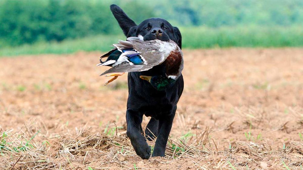 Labrador retriever, el perro cobrador que toma fuerza con la evolución de la caza