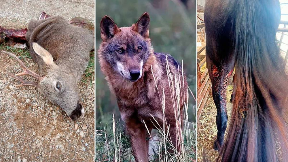 Los lobos siguen matando y, las autoridades, mirando para otro lado